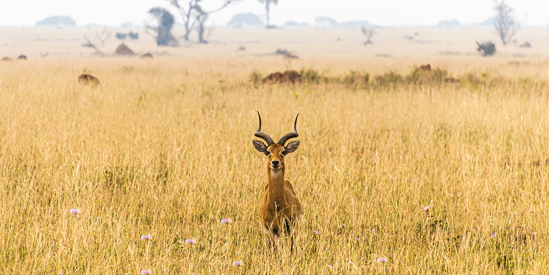 Uganda eVisa Complete Guide: Requirements, Application, and Travel Tips