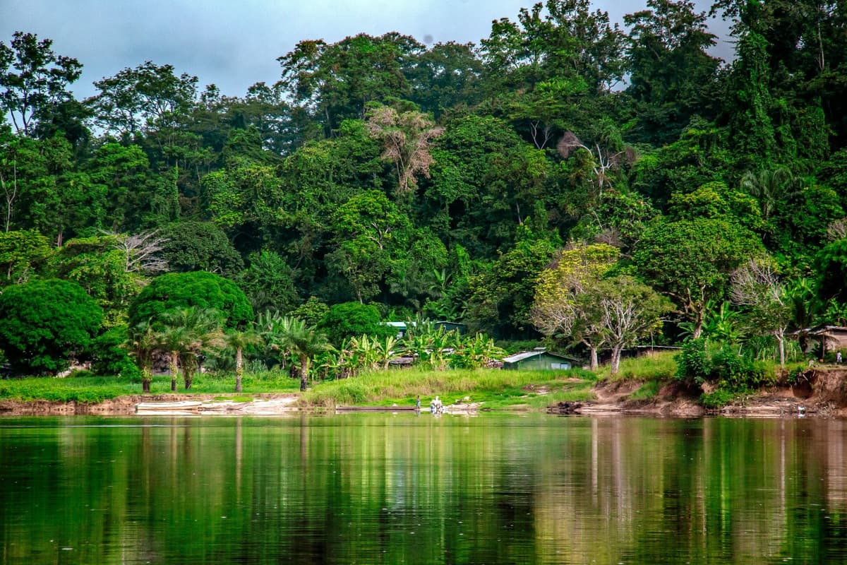 Gabon Rainforest